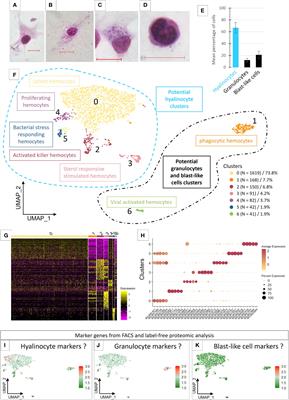 Single cell RNA sequencing reveals hemocyte heterogeneity in Biomphalaria glabrata: Plasticity over diversity